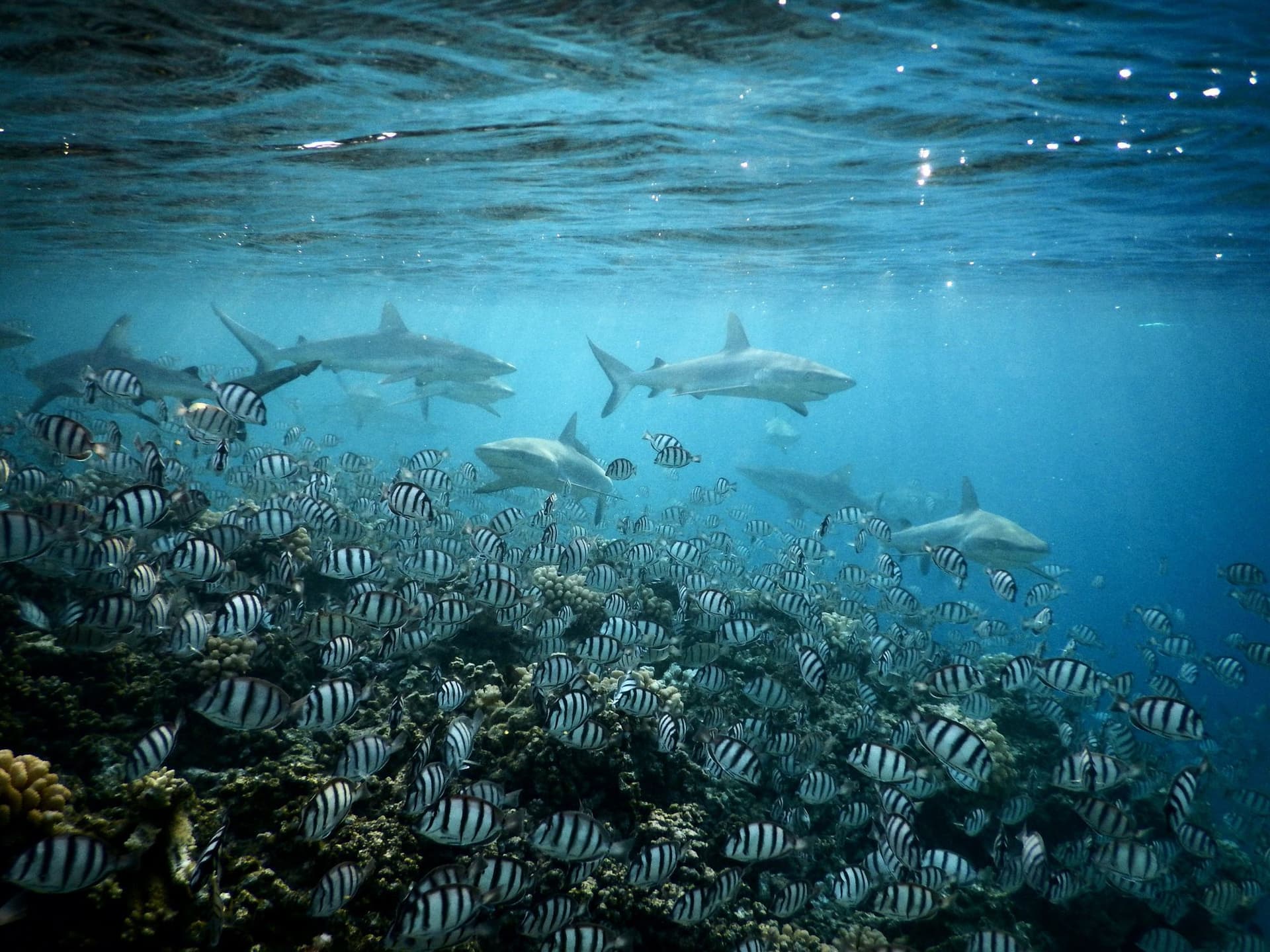Grey reef sharks with surgeonfish