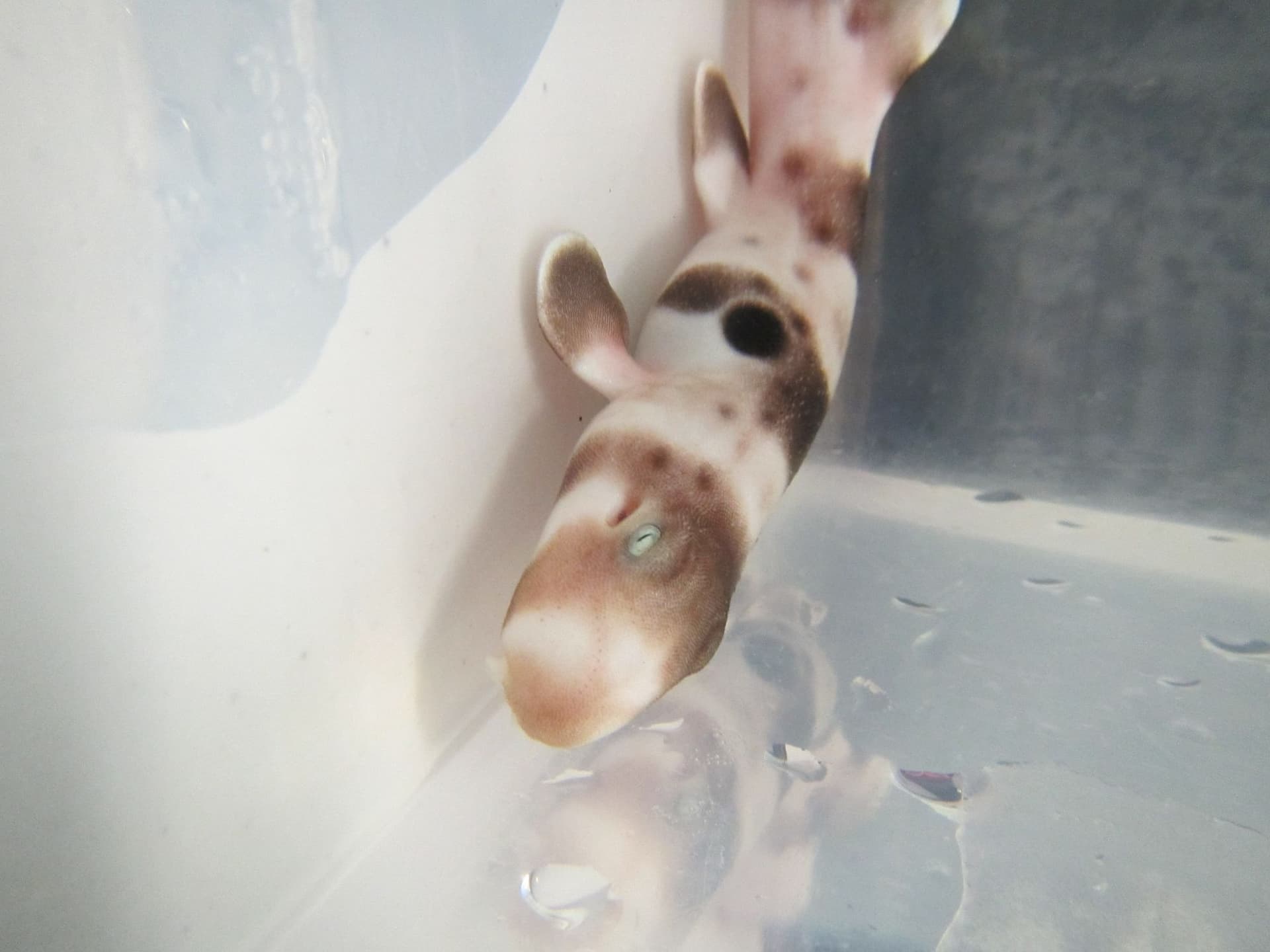 Juvenile epaulette shark feeding