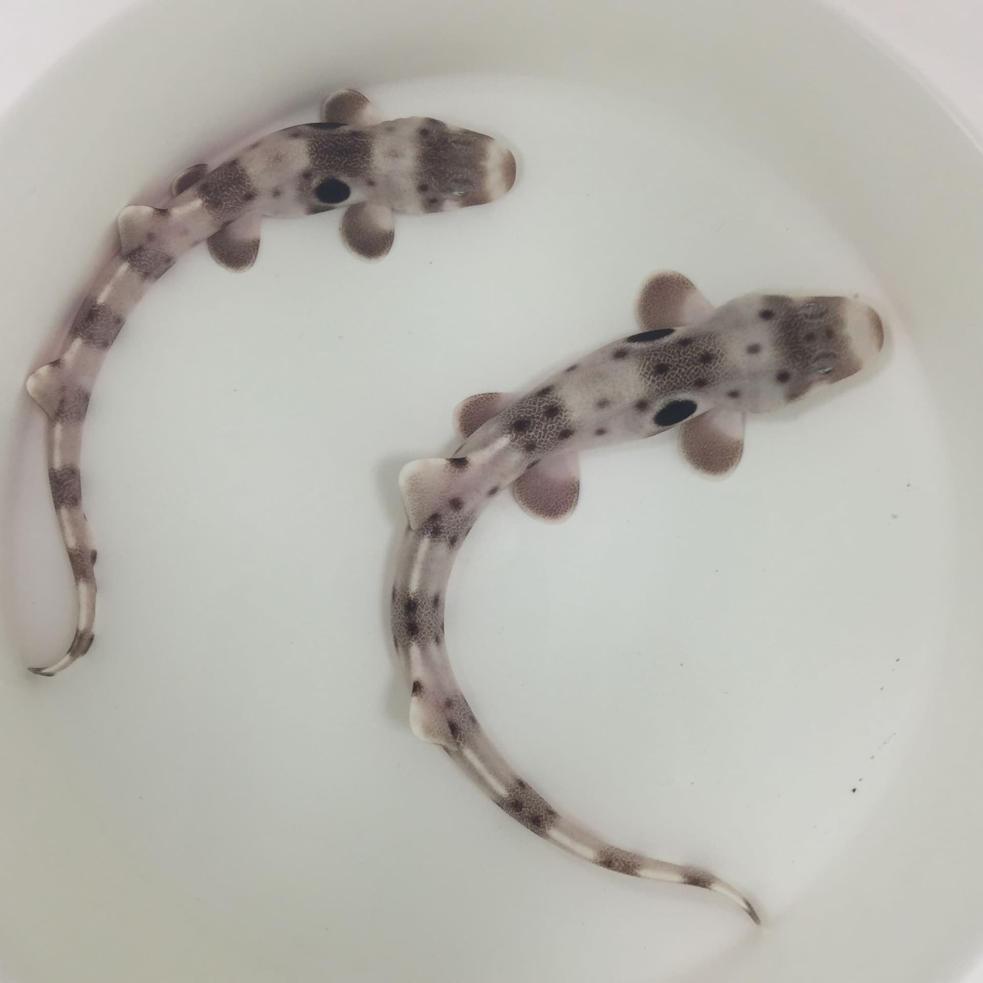 Pair of juvenile epaulette sharks