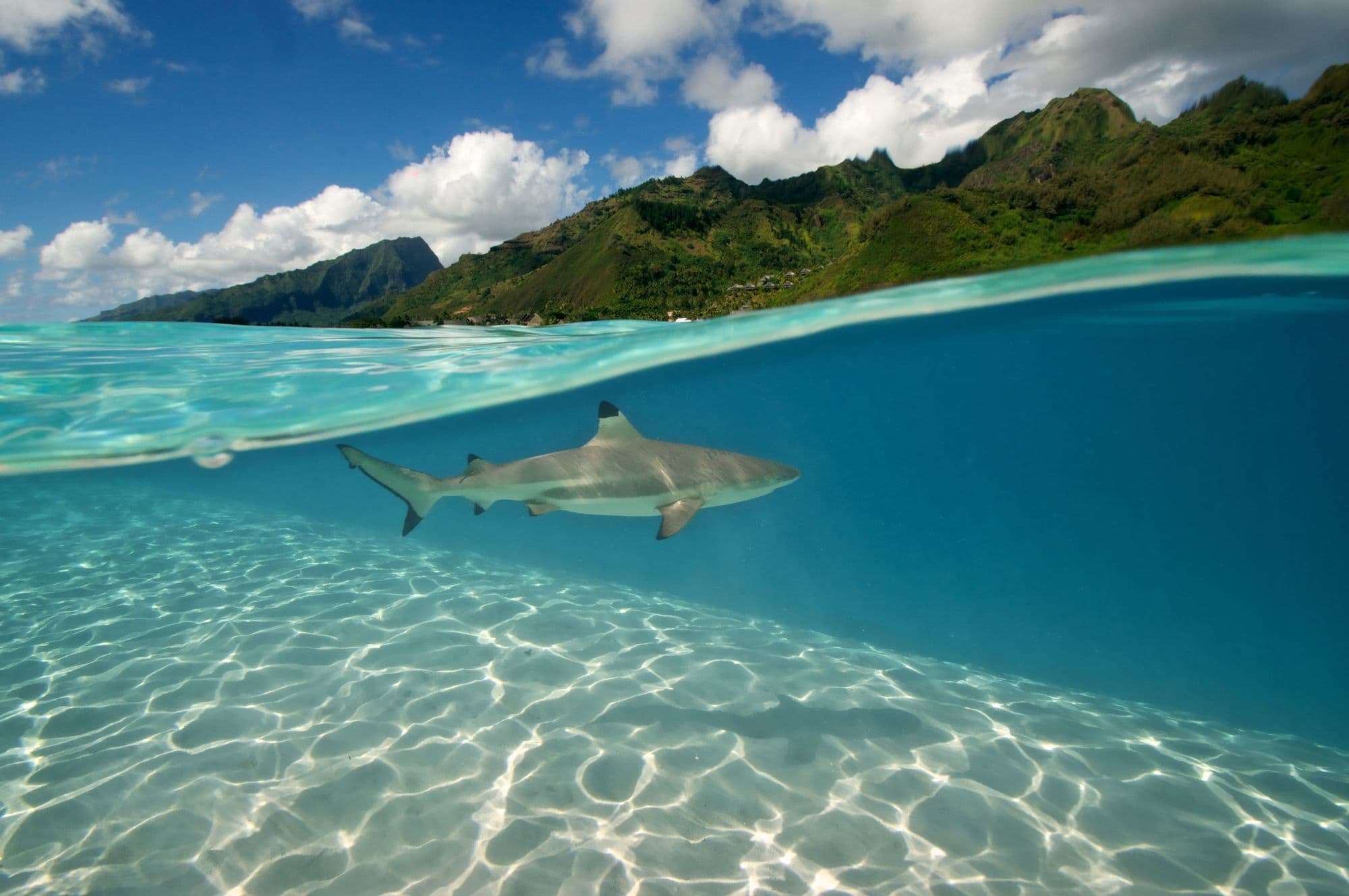 Pregnant blacktip shark
