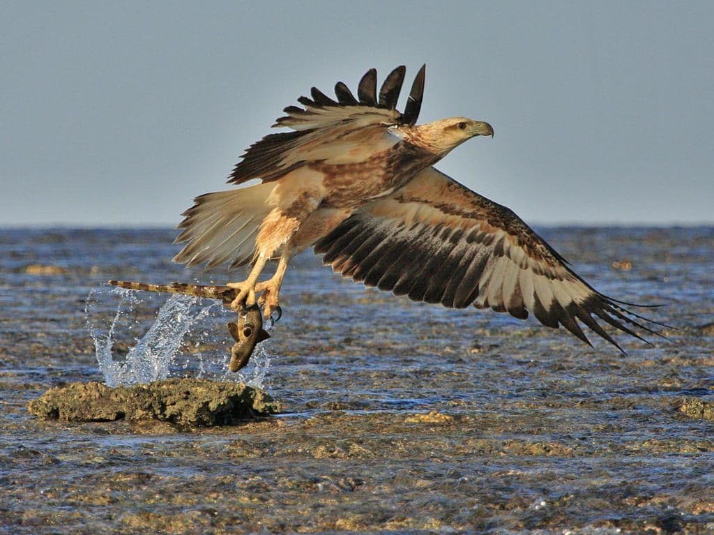 A sea eagle diving to catch a fish over calm ocean water, photo by Australian Geographic