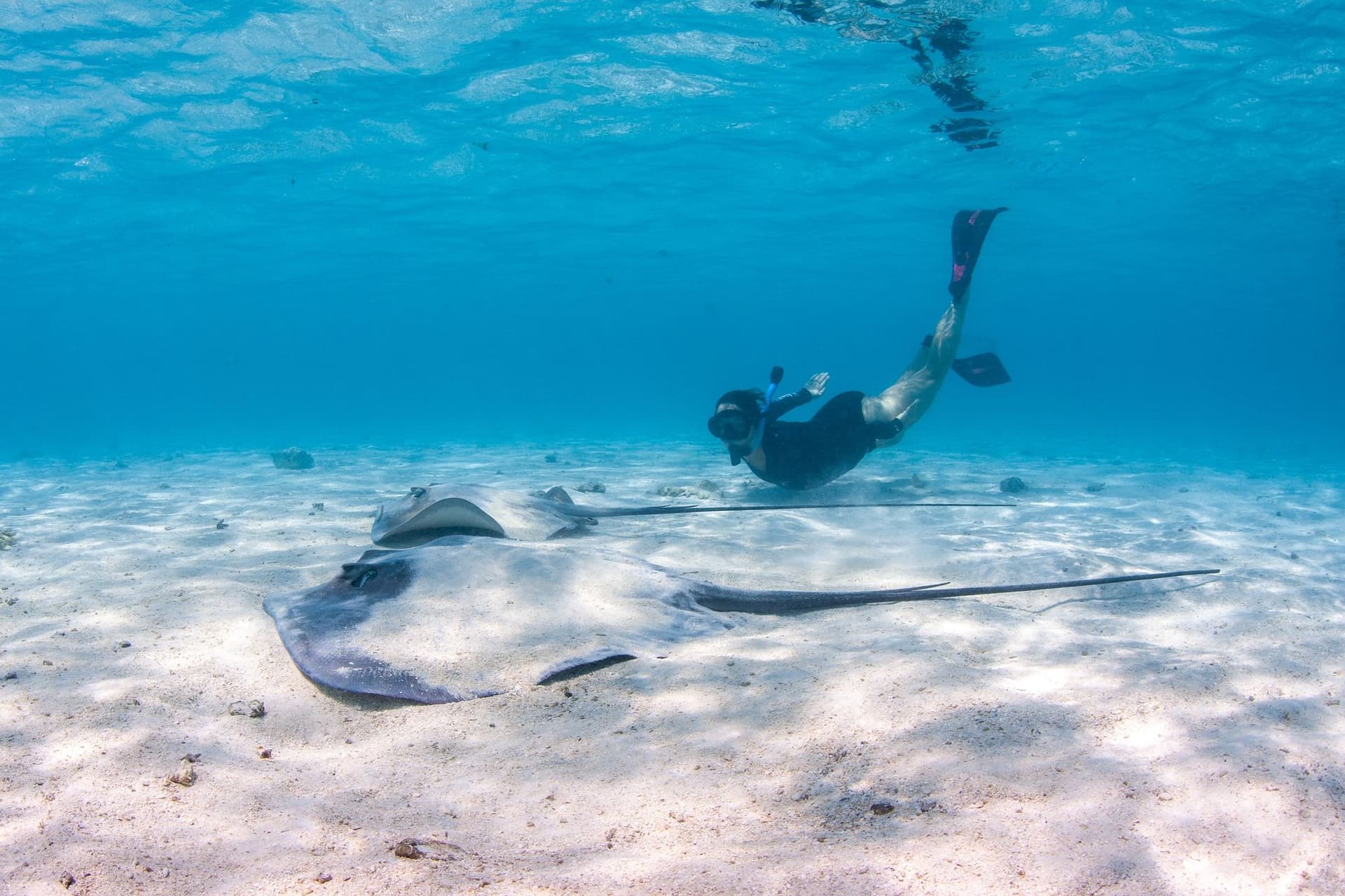 Stingrays and snorkelling