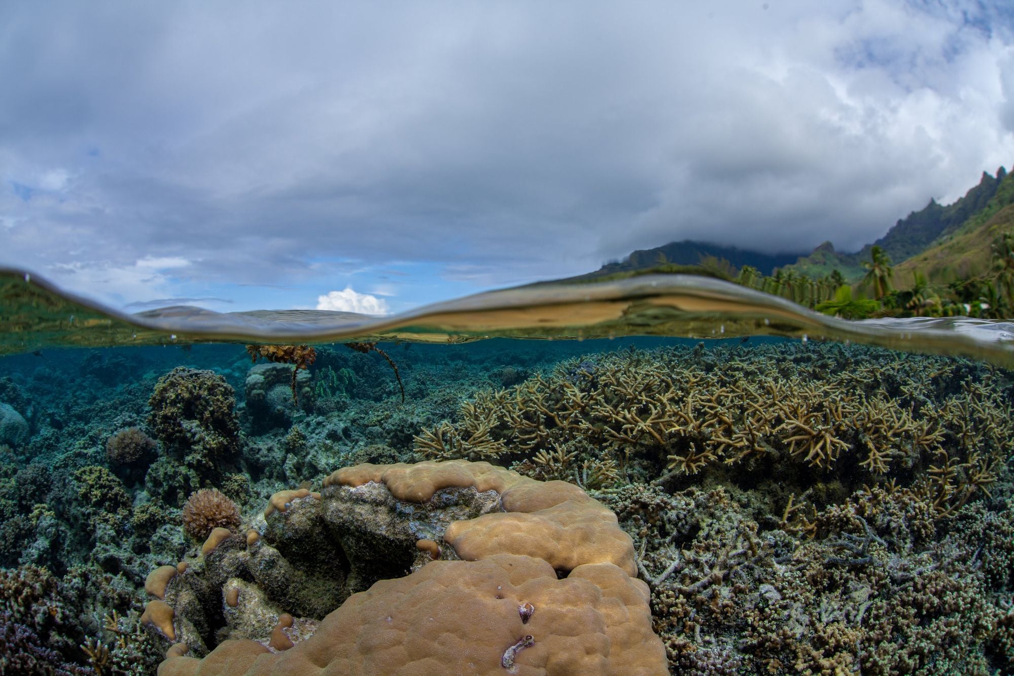 Blacktip reef shark in its nursery habitat