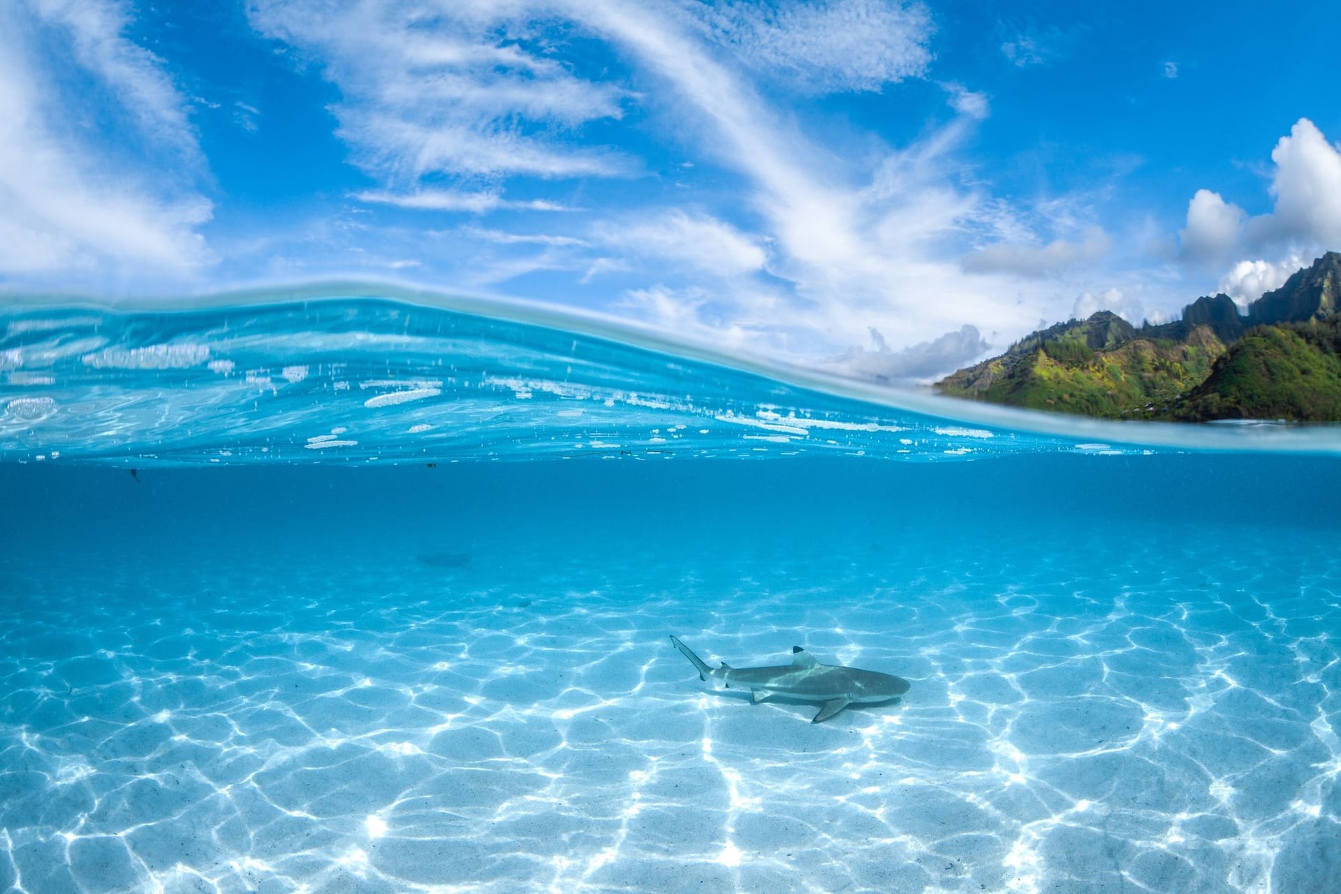 Blacktip shark in blue lagoon