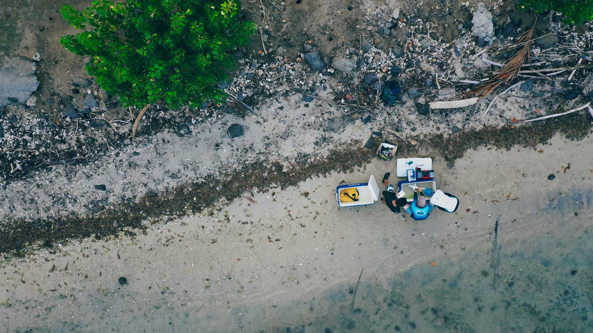 Sampling in blacktip shark nursery