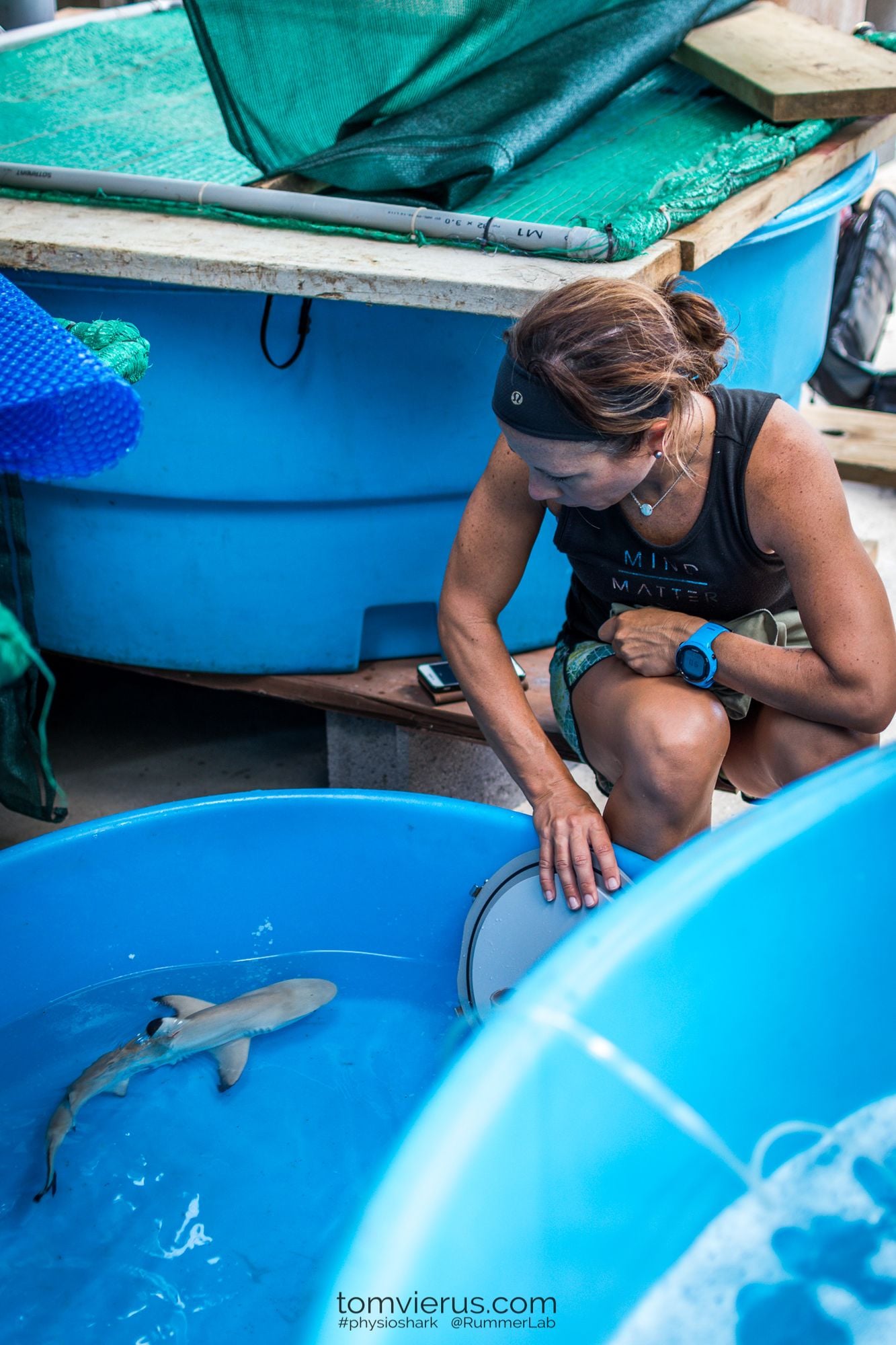 Temperature tolerance research on blacktip sharks