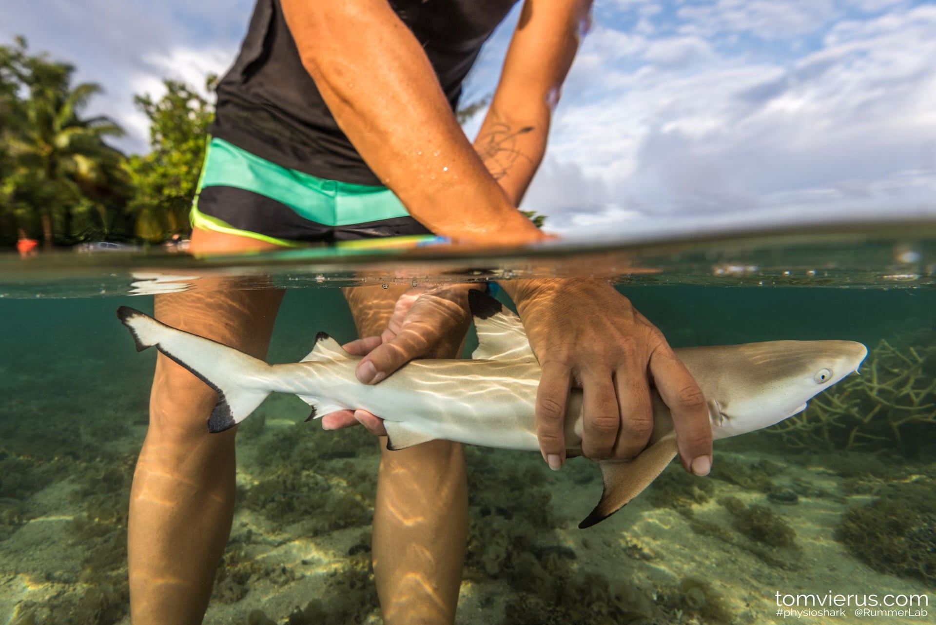 Preparing shark for release