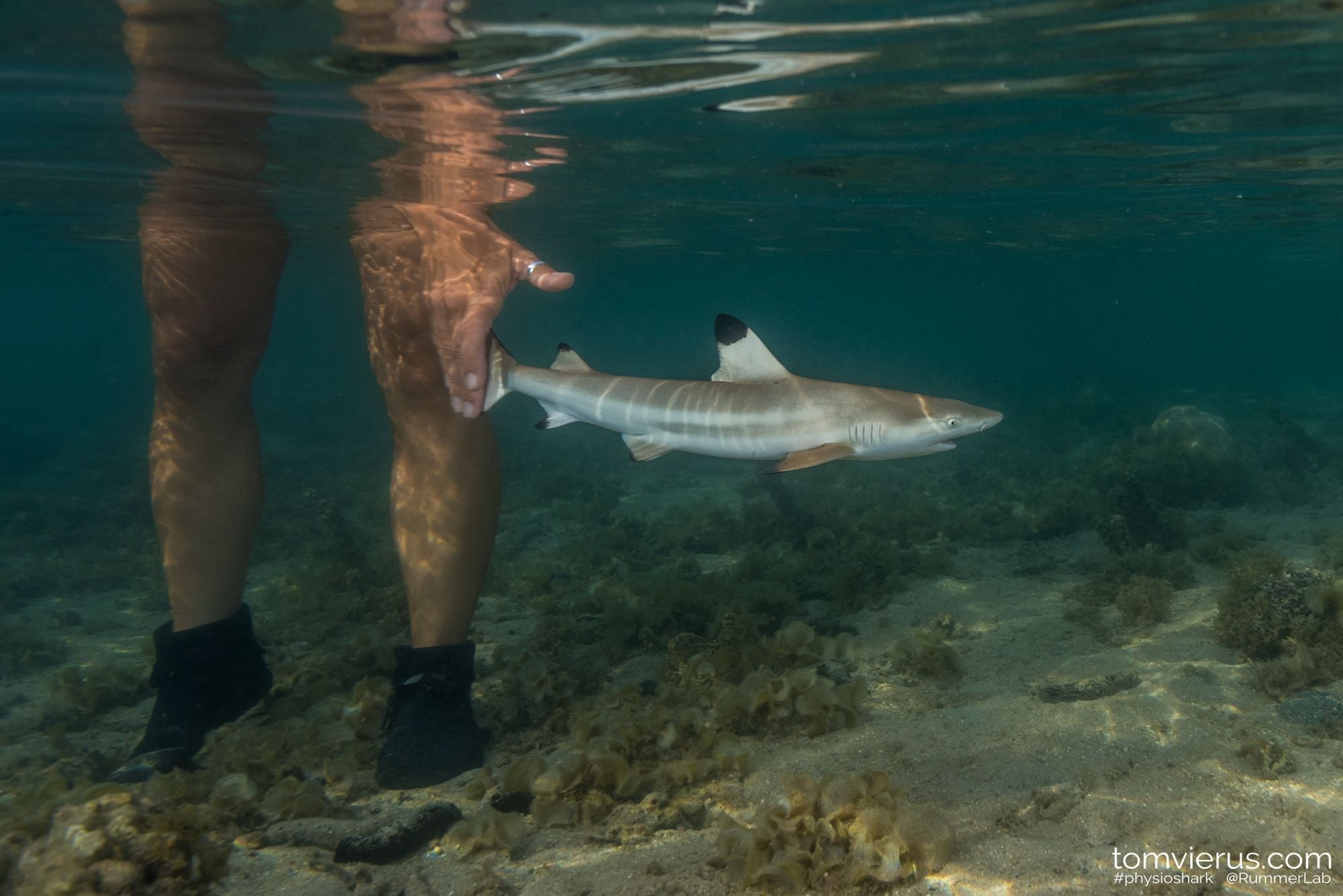 Dr. Rummer releasing shark
