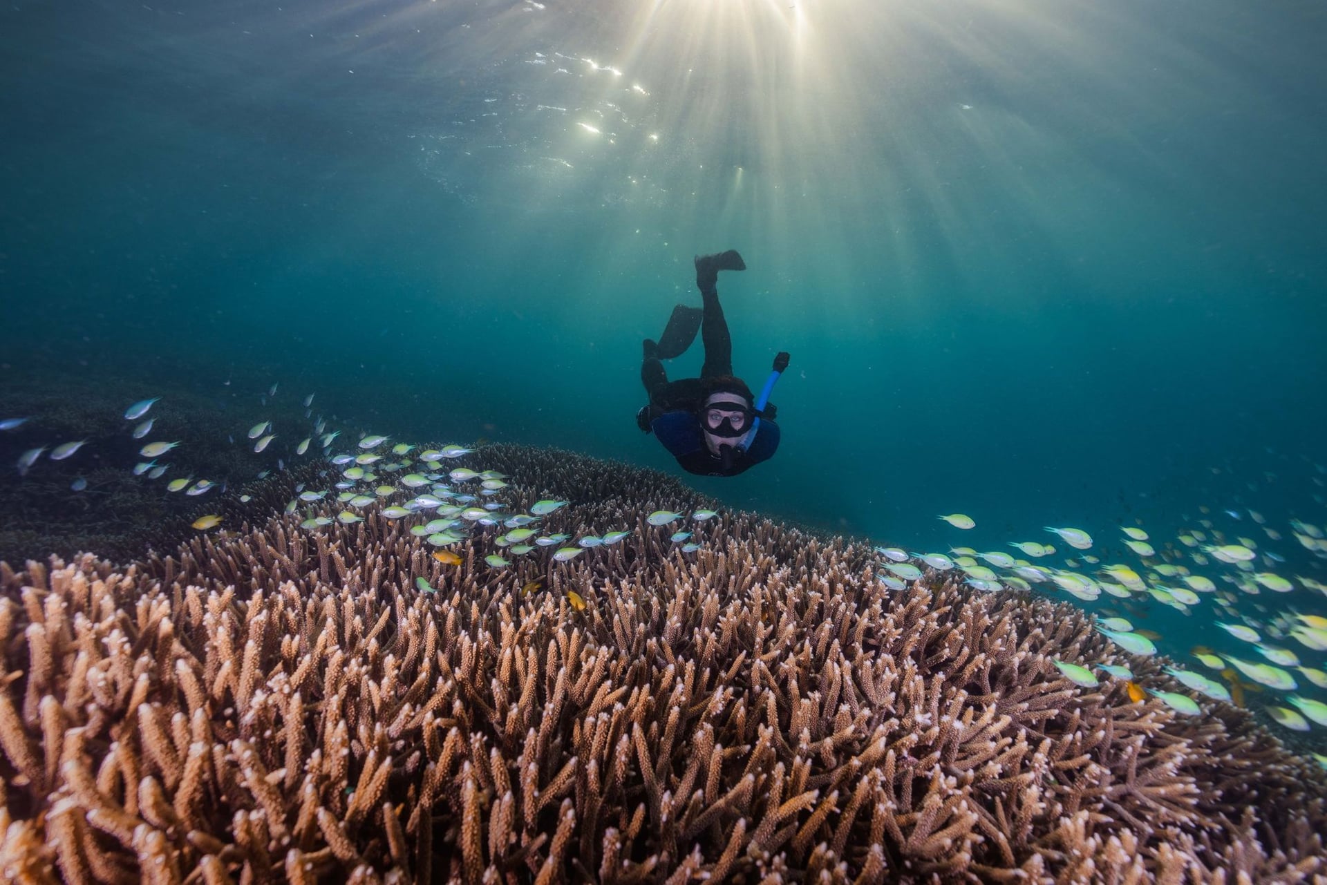 Dr. Rummer snorkeling at Heron Island