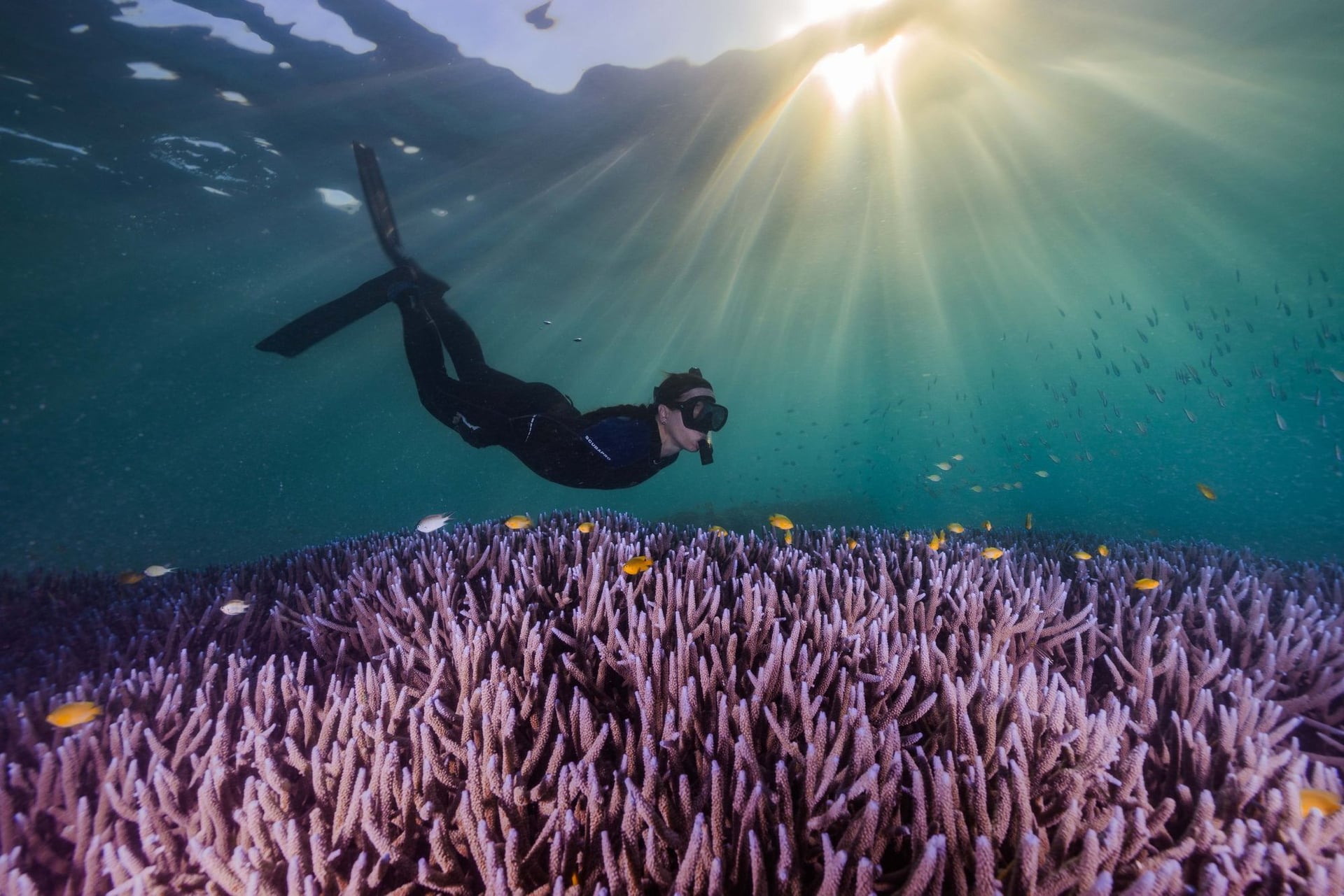 Dr. Rummer snorkeling in GBR