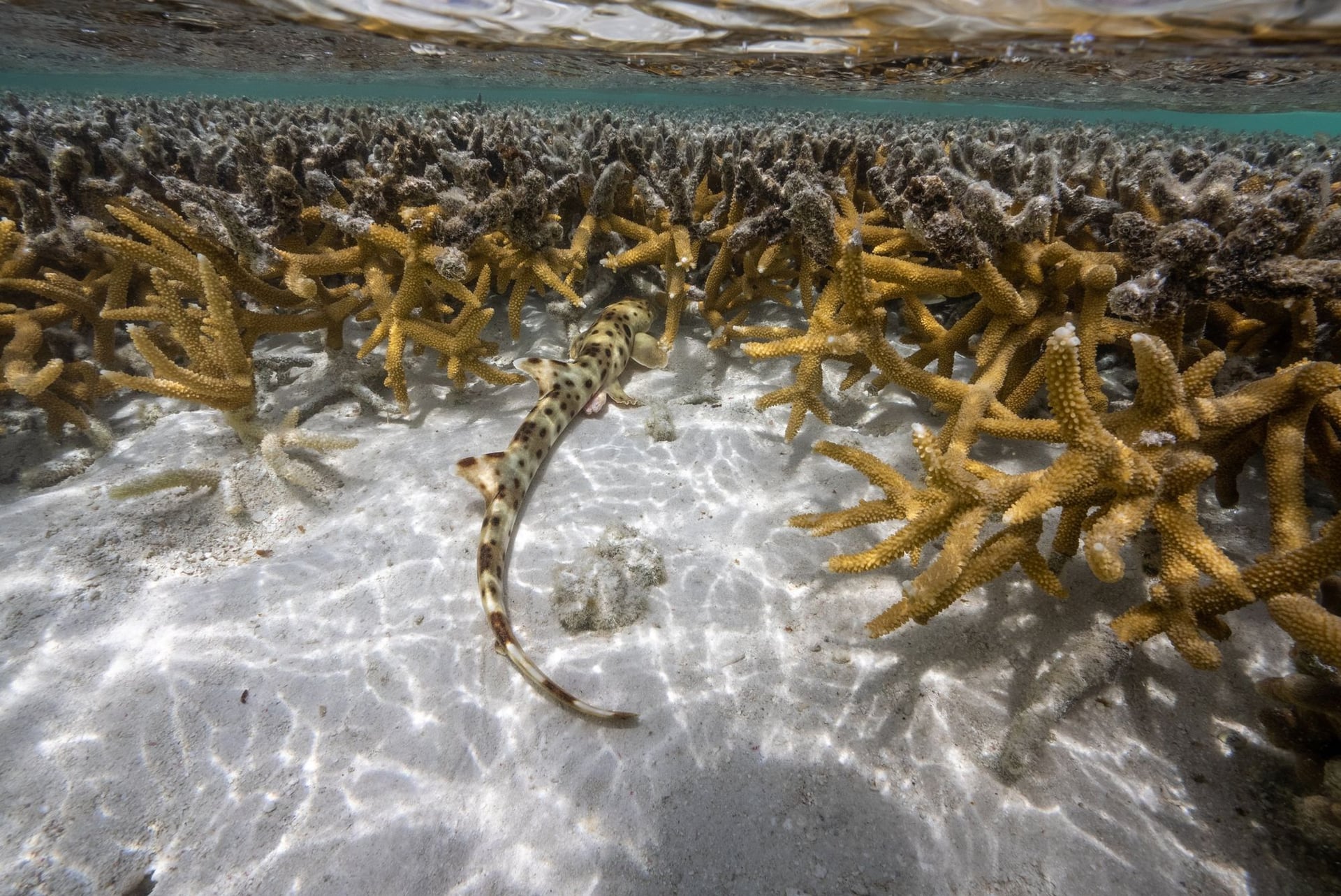 Epaulette shark in Heron Island coral habitat