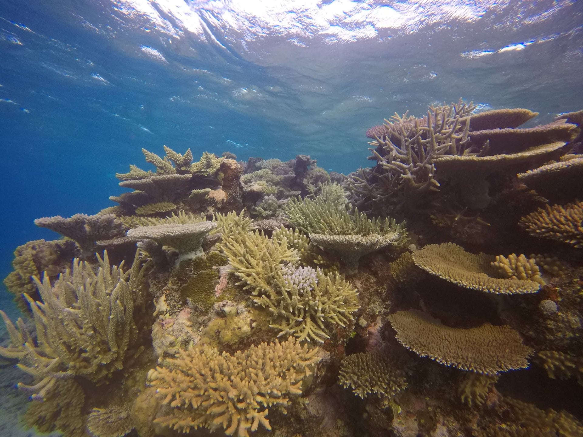 Healthy coral seascape
