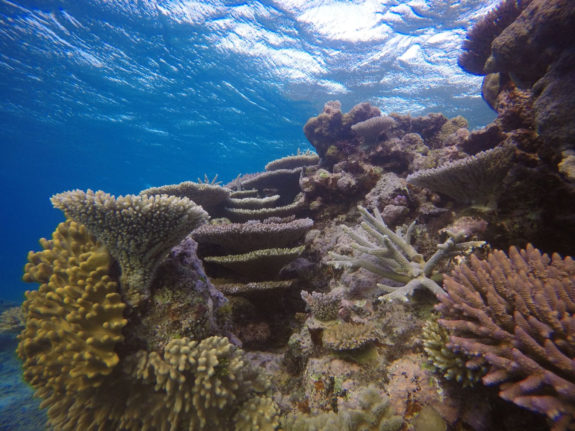 Healthy coral reef ecosystem