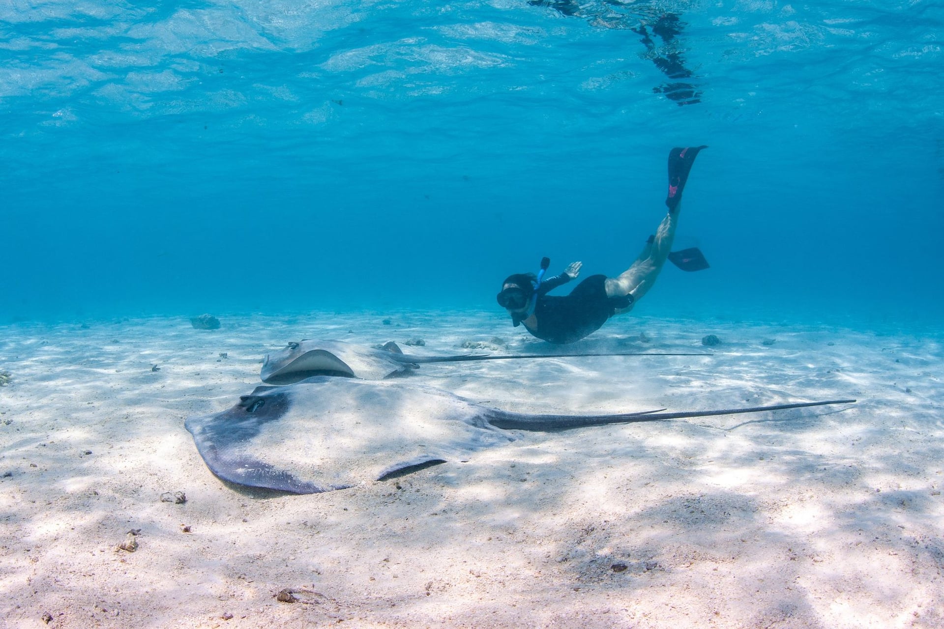 Stingrays and snorkelling