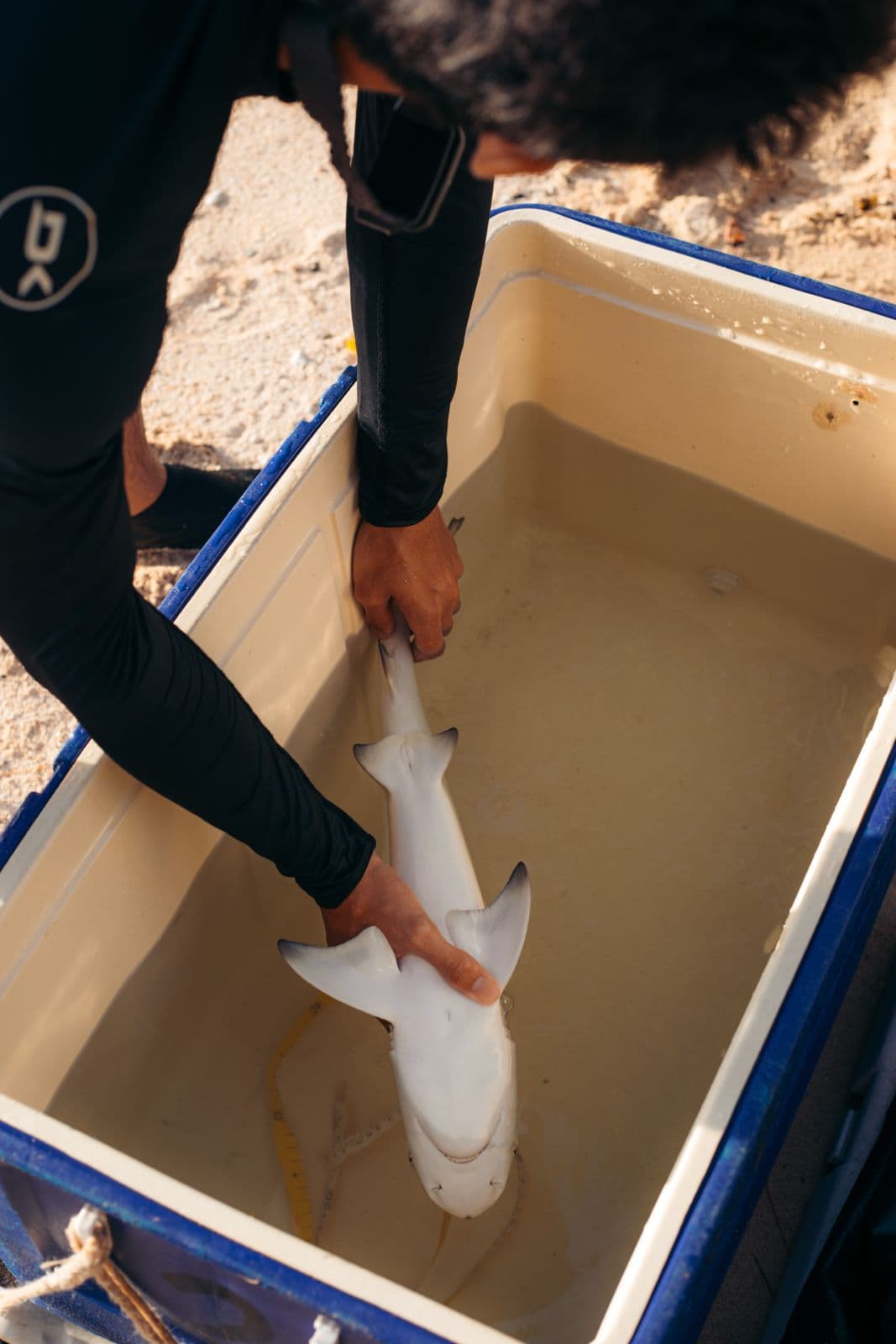 Tonic immobility in sharks - research by Gayford and Rummer reframing the hypnosis paradox