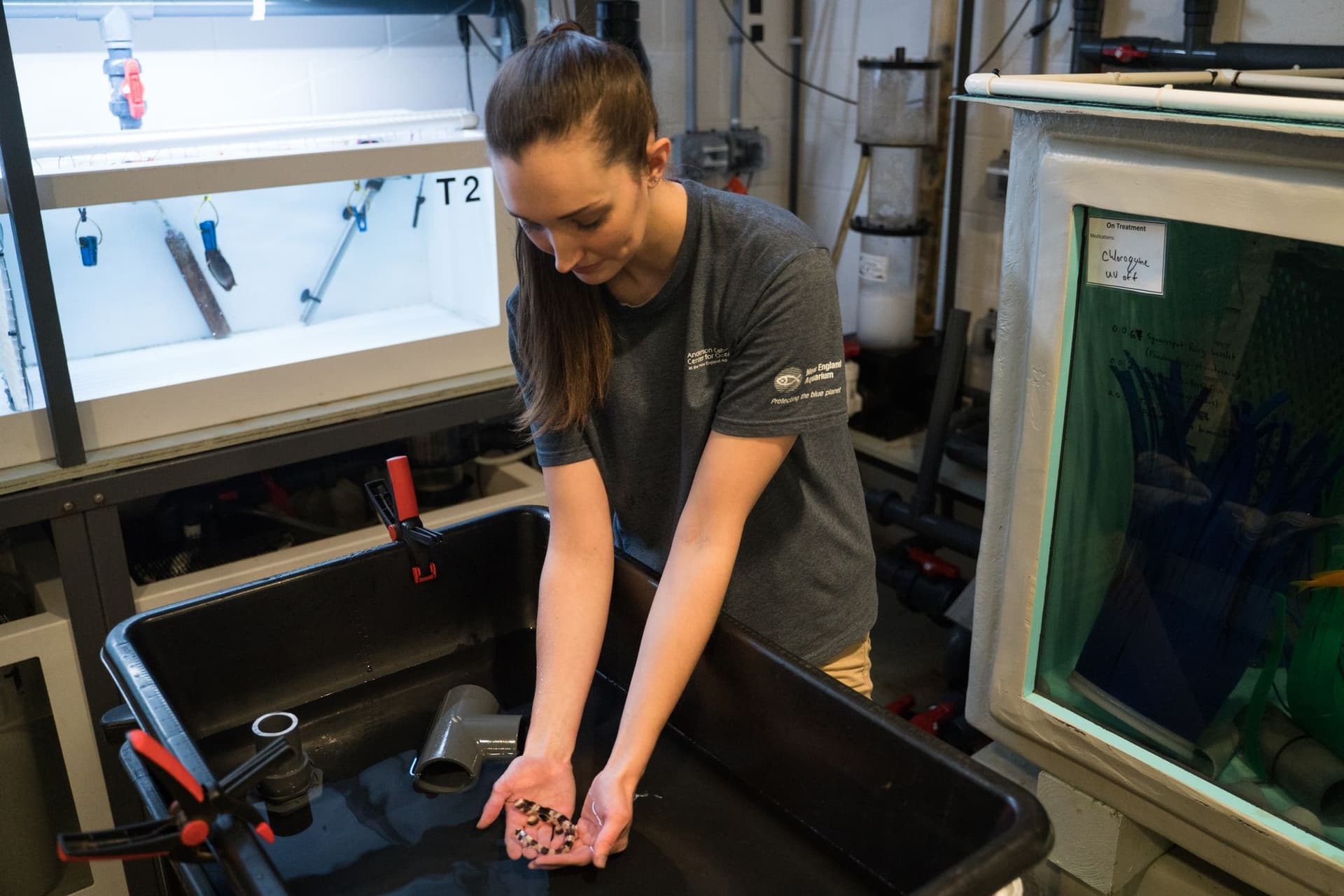 Dr Carolyn Wheeler holding a newly hatched epaulette shark, researching reproductive energetics and metabolic costs of egg-laying in reef sharks