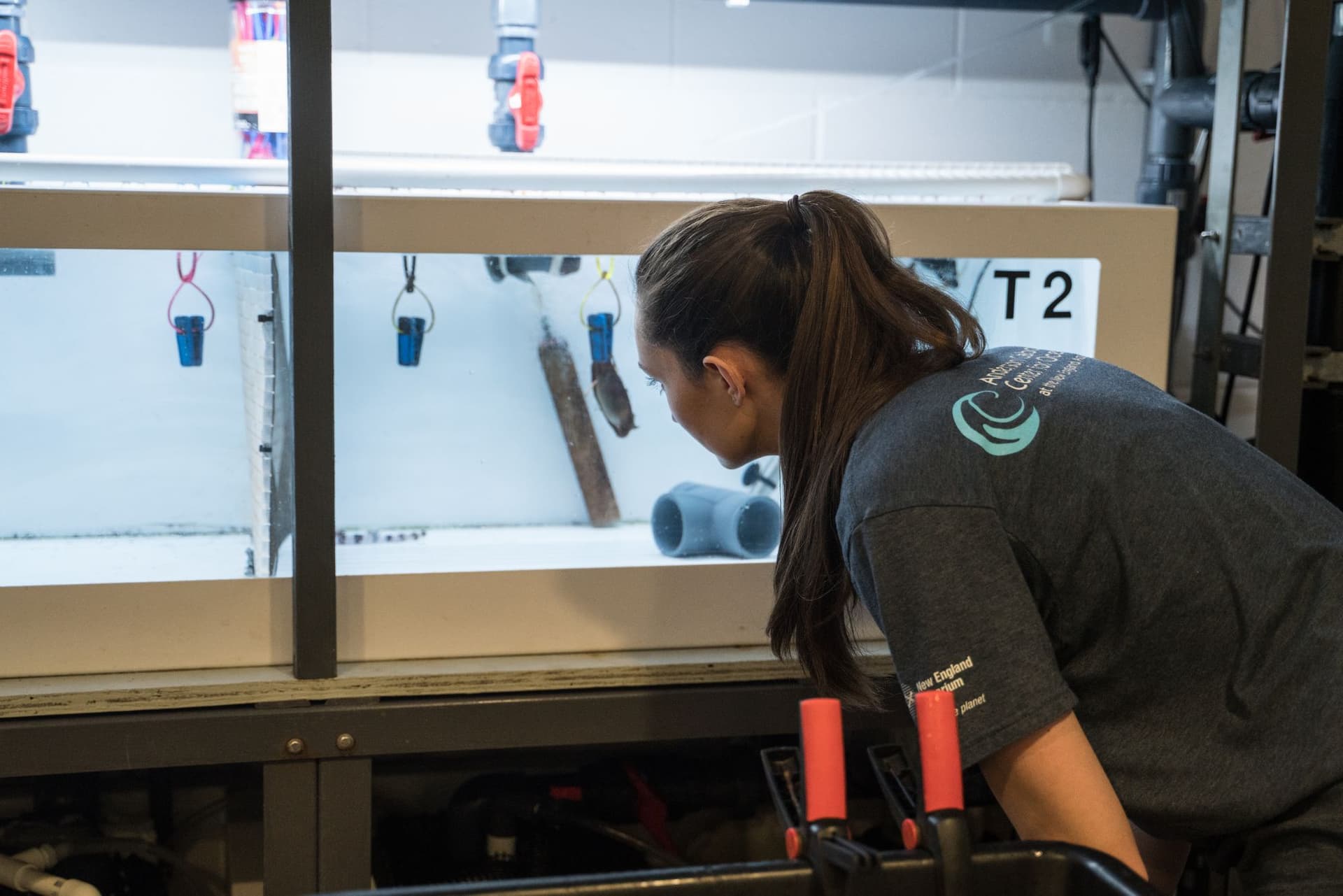 Epaulette shark research