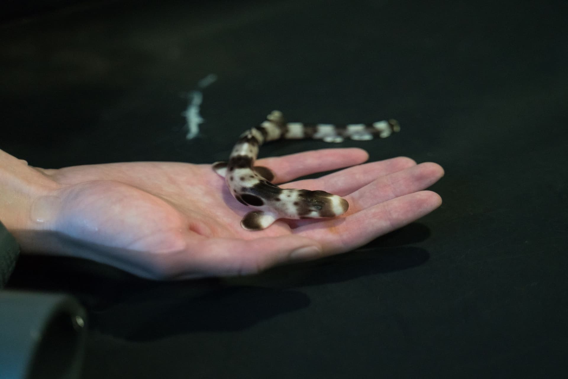 Epaulette shark pup