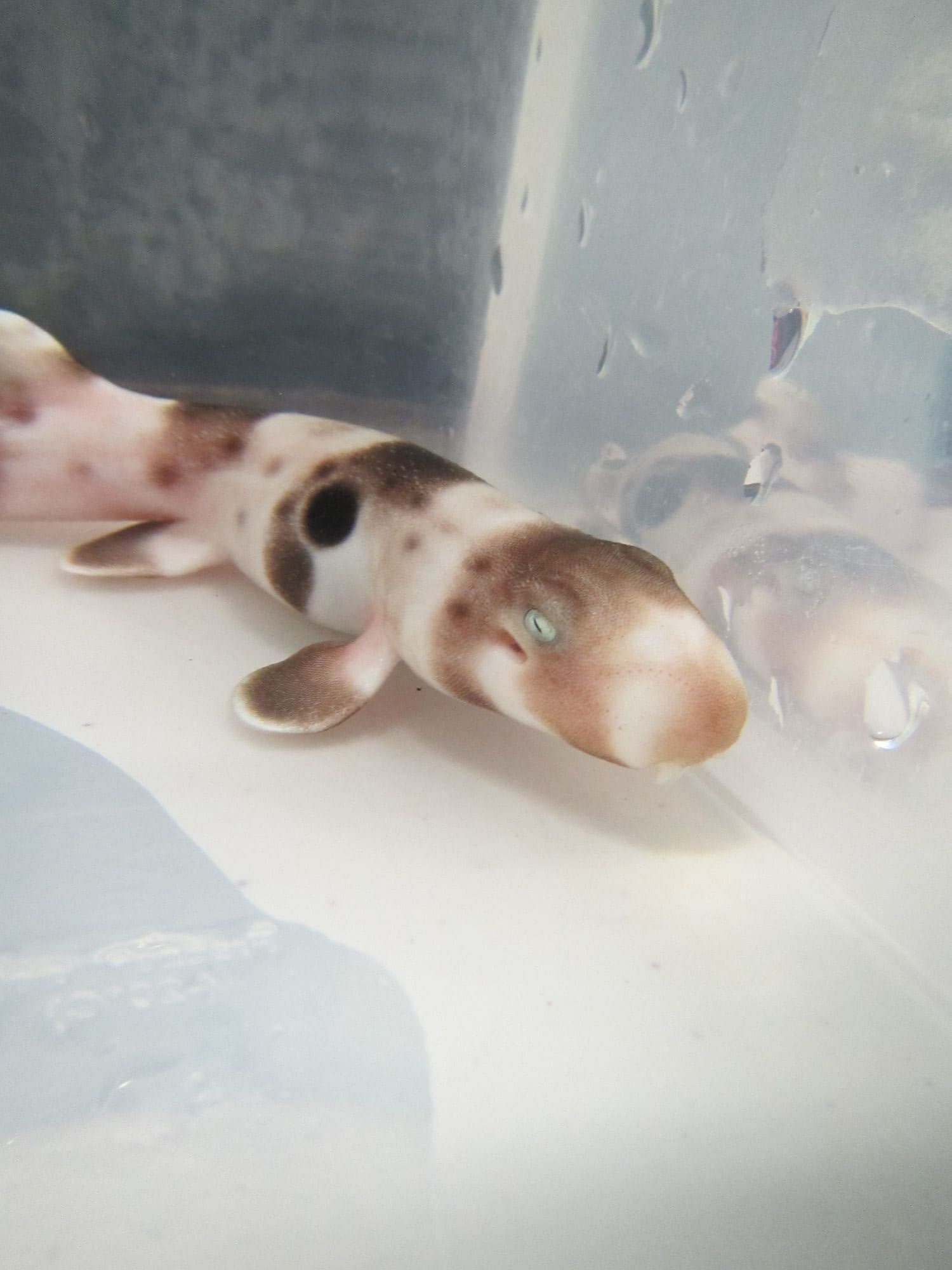 Juvenile epaulette shark ready for feeding time