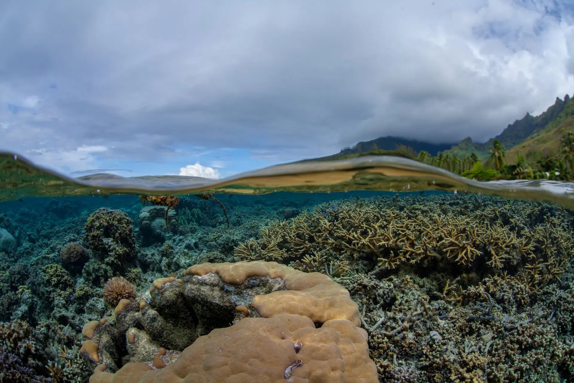 A large white shark swimming over a coral reef