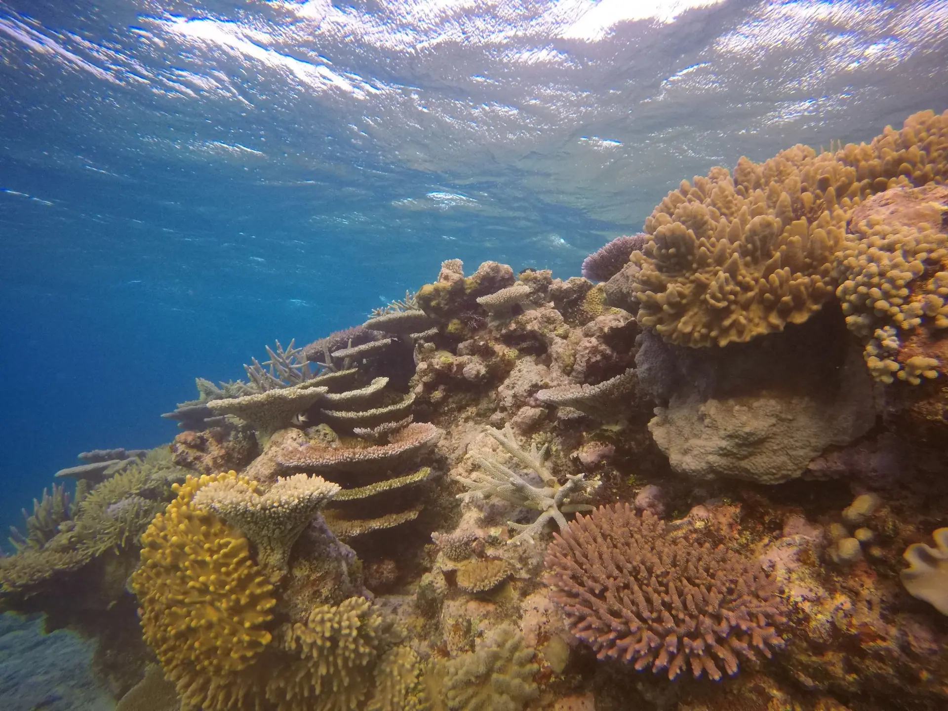 Orange and white clown fish on green and white coral reef